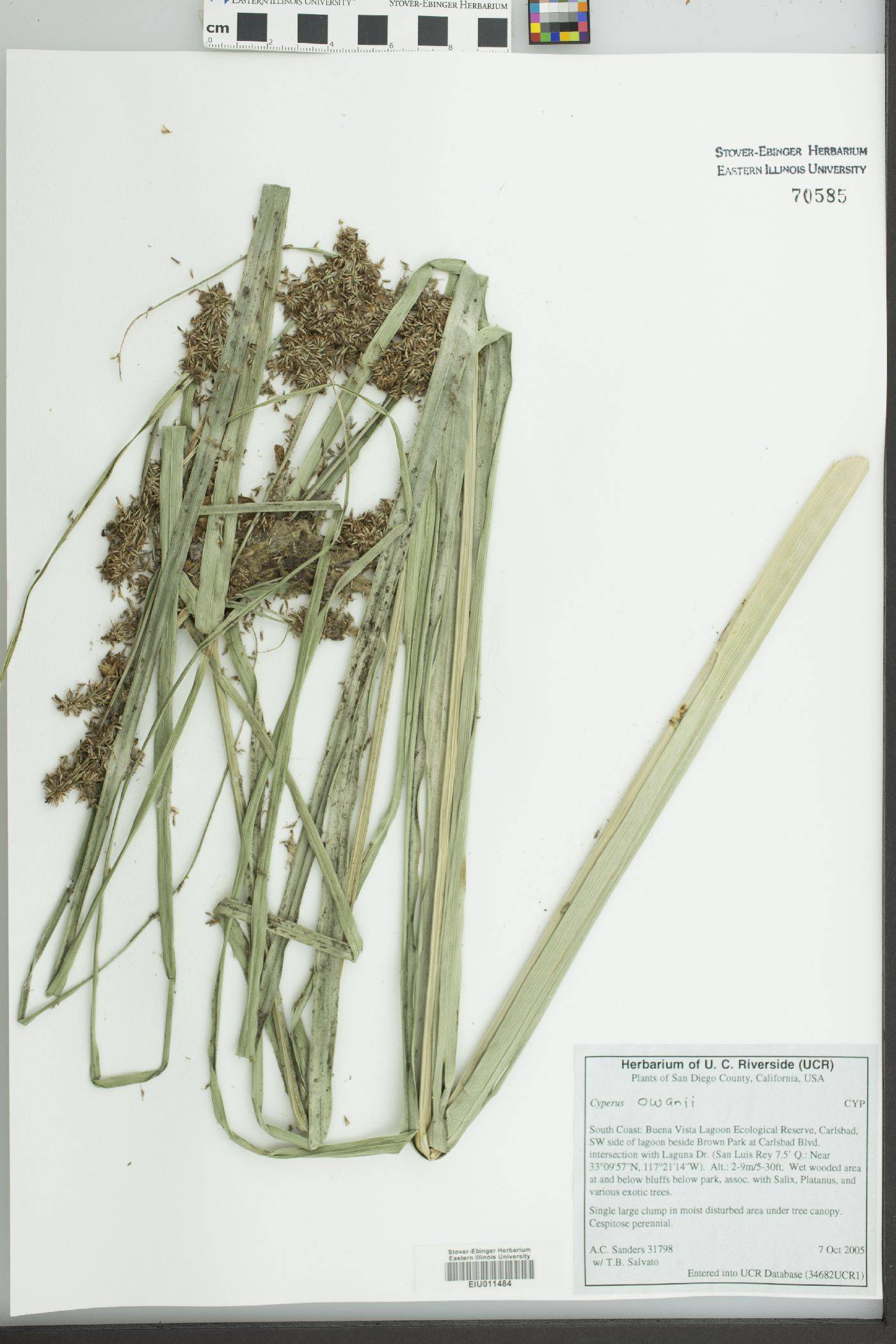 Cyperus owanii image