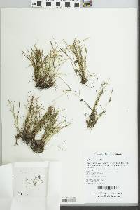 Cyperus hortensis image