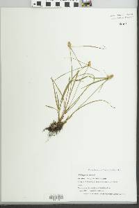 Kyllinga odorata image