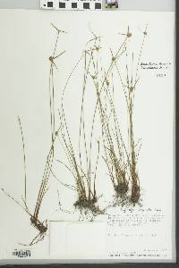 Cyperus obtusatus image