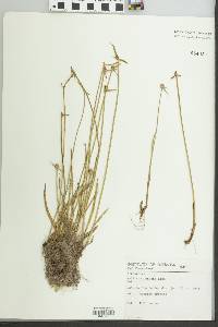 Cyperus obtusatus image