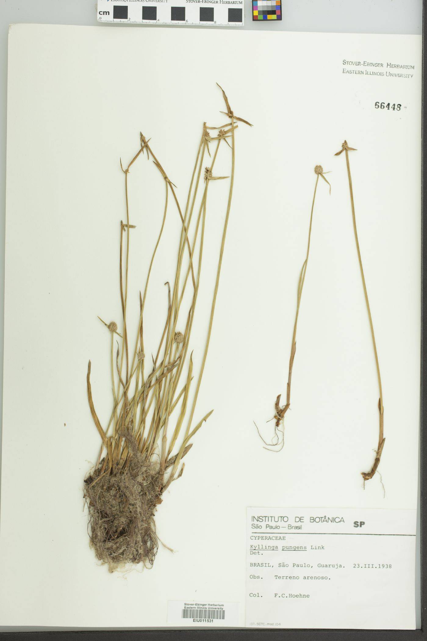 Cyperus obtusatus image