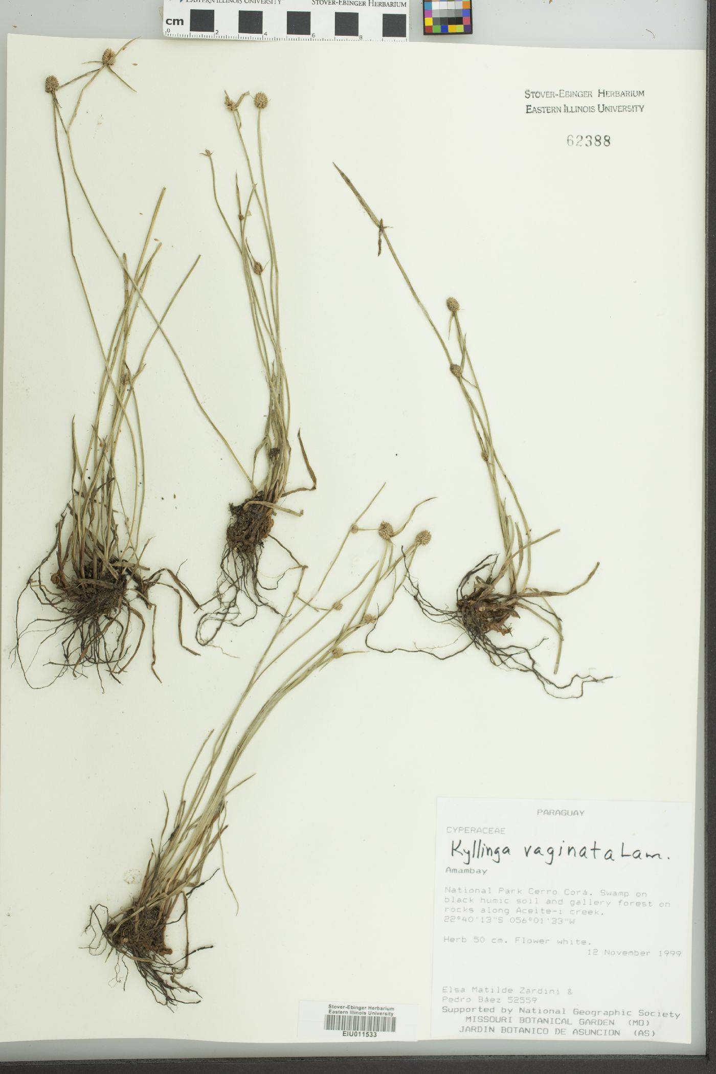 Kyllinga vaginata image