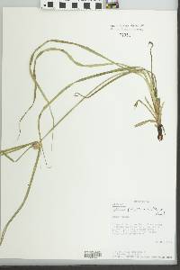 Cyperus aromaticus image