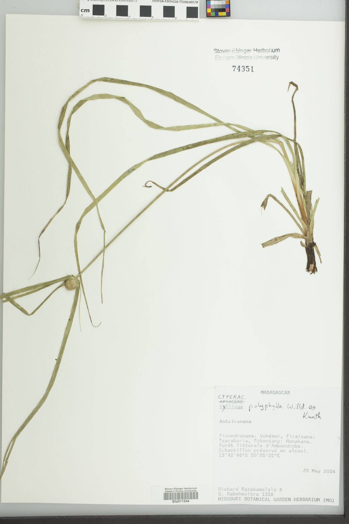 Cyperus aromaticus image