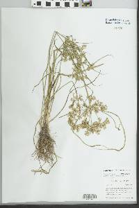 Cyperus surinamensis image