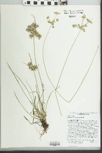 Cyperus surinamensis image