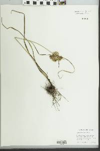 Cyperus surinamensis image