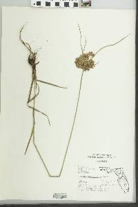 Cyperus surinamensis image