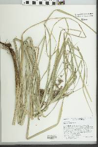 Cyperus tetragonus image