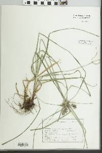 Cyperus thyrsiflorus image