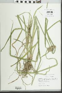 Cyperus drummondii image