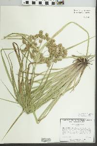 Cyperus virens image