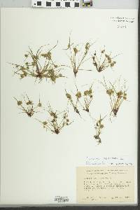 Cyperus squarrosus image