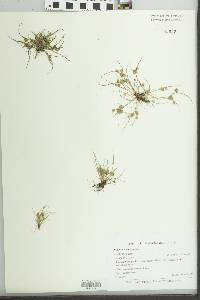 Cyperus squarrosus image