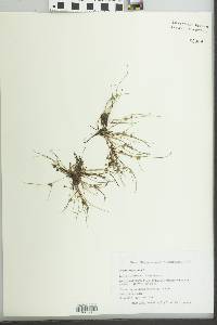 Cyperus squarrosus image