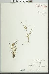 Cyperus squarrosus image