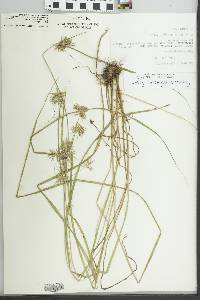 Cyperus refractus image