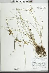Cyperus retrorsus image