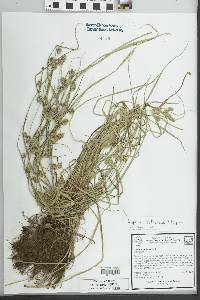 Cyperus retrorsus image