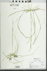 Cyperus retrorsus image