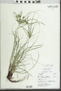 Cyperus retrorsus image