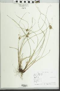 Cyperus retrorsus image