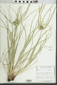 Cyperus retrorsus image