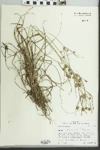 Cyperus retrorsus image