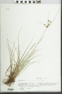 Cyperus retroflexus image