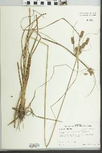 Cyperus retrorsus image