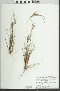 Cyperus retrorsus image