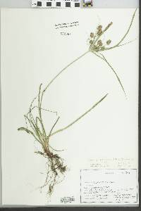 Cyperus retrorsus image