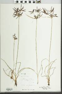 Cyperus rotundus image