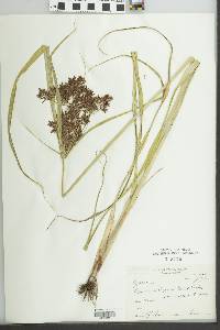 Cyperus setigerus image