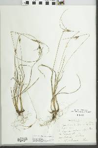 Cyperus schweinitzii image