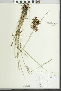 Cyperus setigerus image