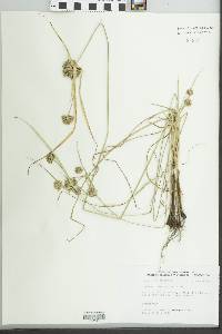 Cyperus × mesochorus image