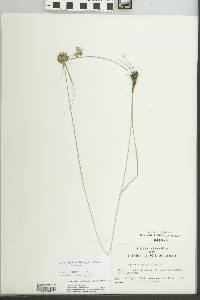 Cyperus lupulinus subsp. lupulinus image