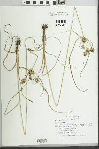 Cyperus echinatus image