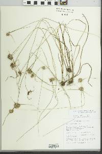 Cyperus lupulinus image