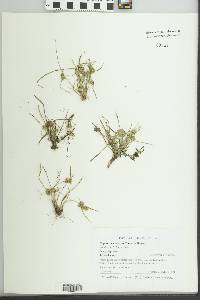 Cyperus acuminatus image