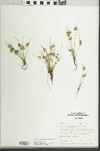 Cyperus acuminatus image