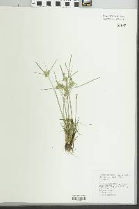 Cyperus acuminatus image