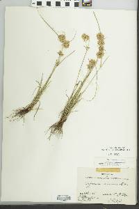 Cyperus acuminatus image