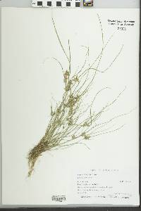 Cyperus bipartitus image