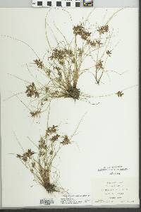 Cyperus bipartitus image