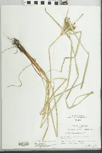 Cyperus erythrorhizos image