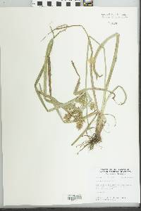 Cyperus esculentus var. leptostachyus image