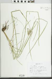 Cyperus esculentus var. leptostachyus image